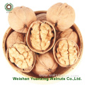 Walnut Kernels Light color Pieces(LP) from Chinese factory